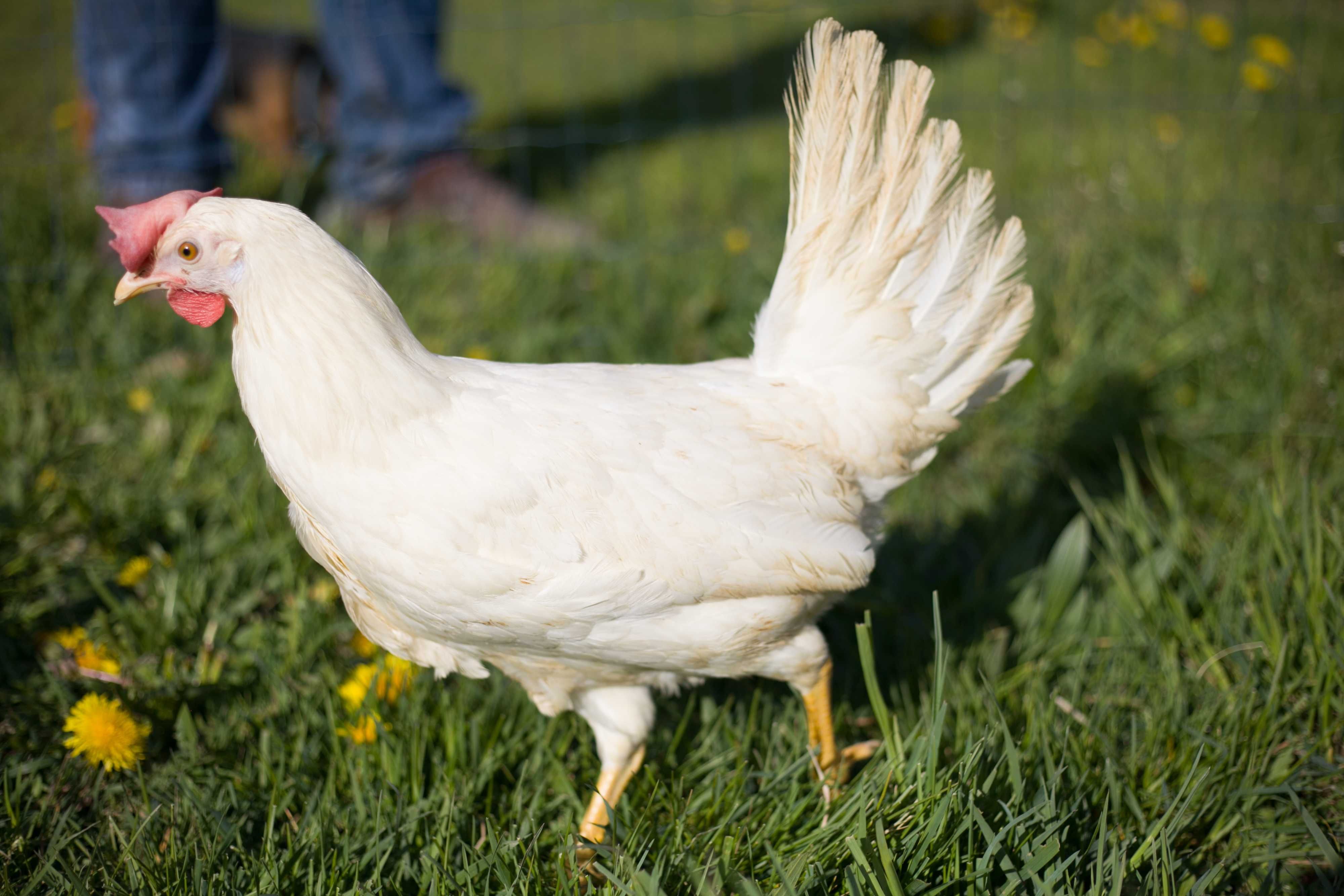 Kury kokoszki nioski odchowane Tetra biała jak leghorn dowóz Gratis