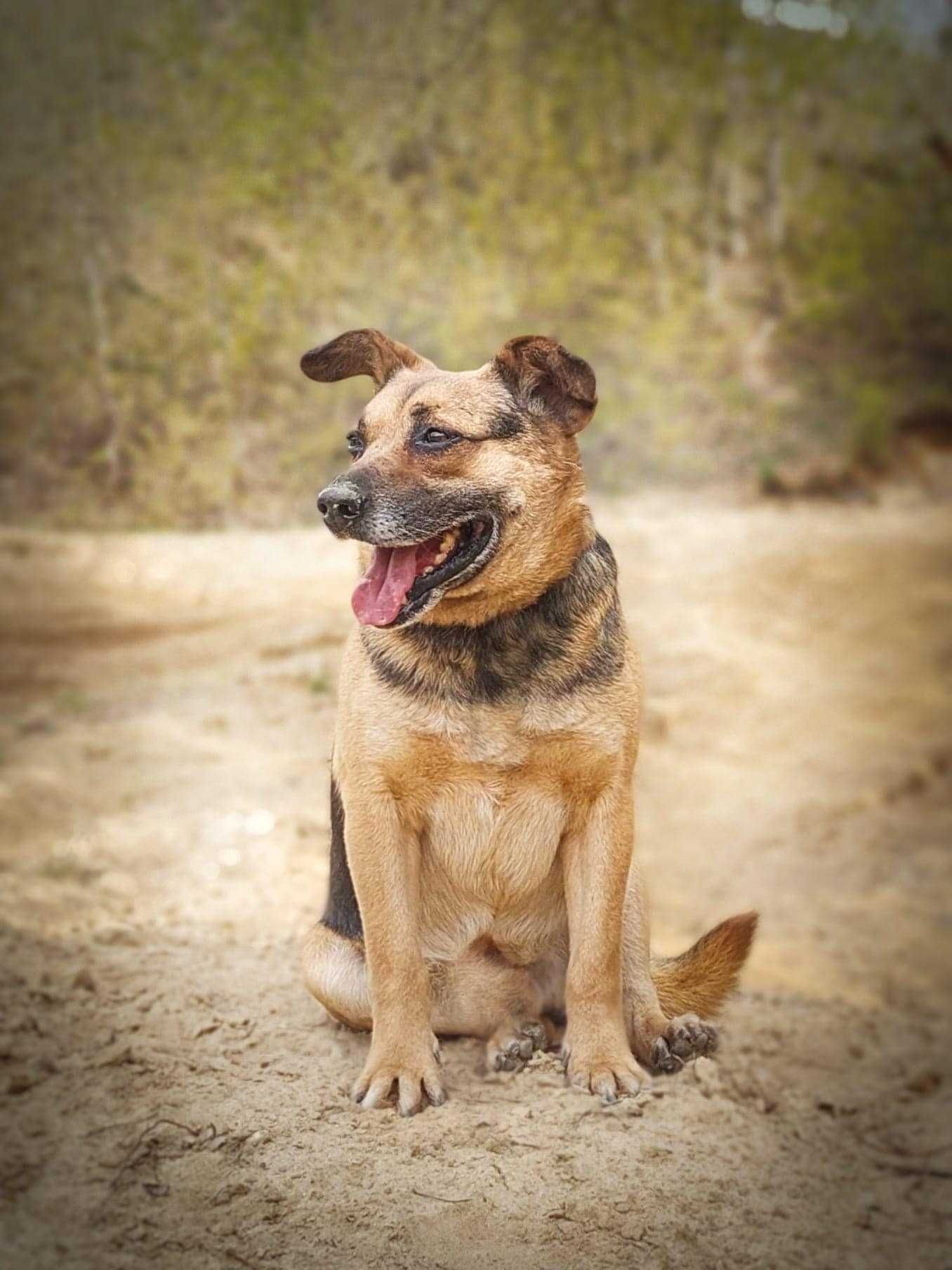 SABO – wesoły i wrażliwy psiak bardzo poleca się do adopcji