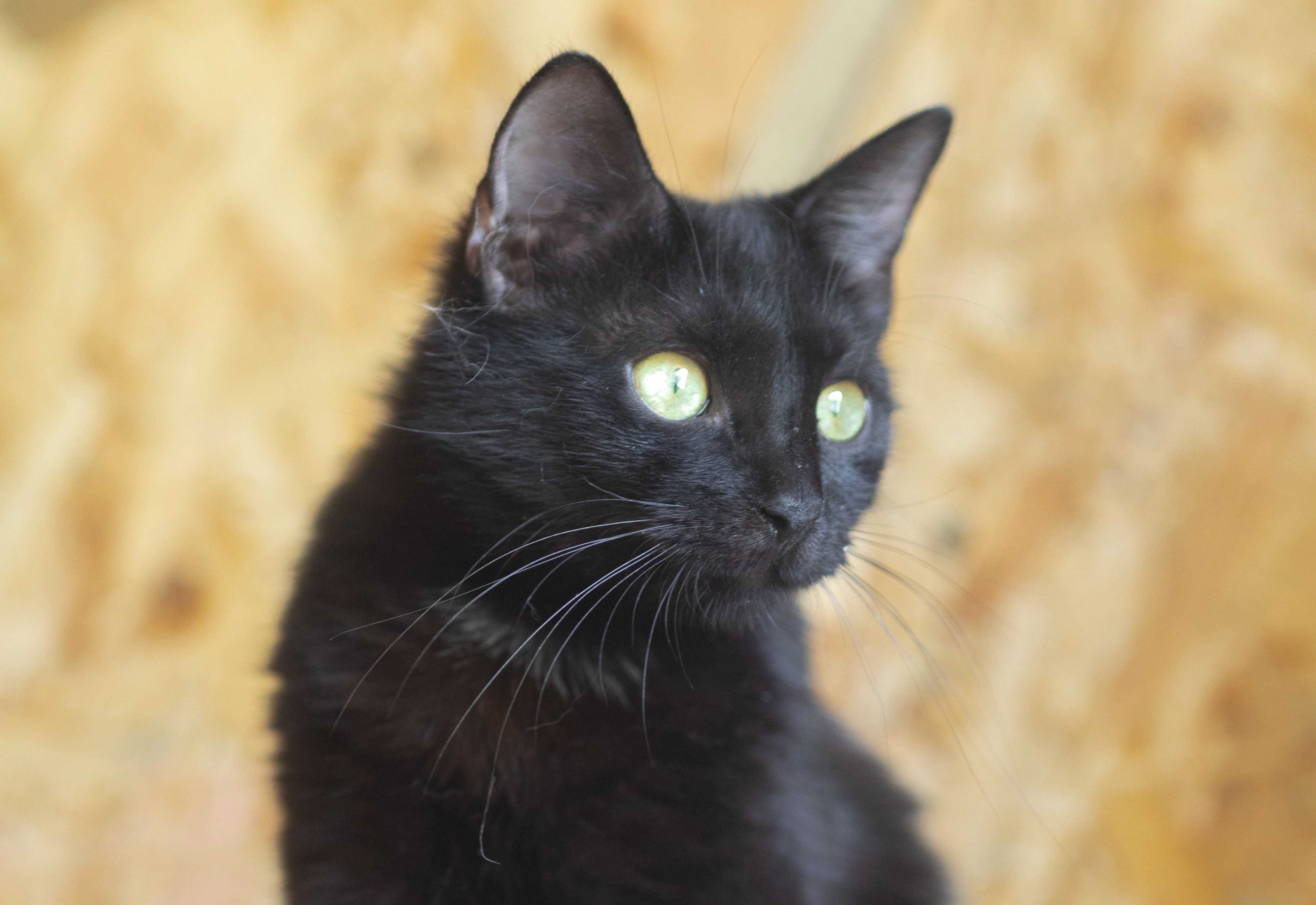 Черная кошечка, 7 мес Блэр кошка
