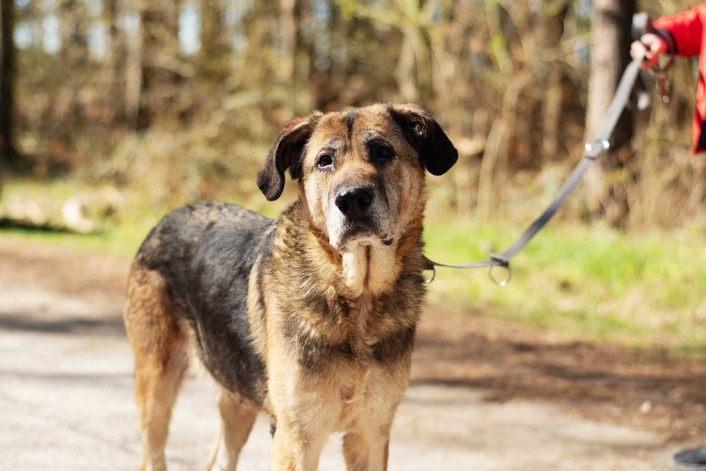 Wspaniała duża starsza sunia Inira szuka bezpiecznego domu