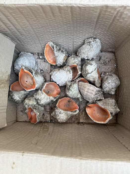 Ракушки рапаны  3 грн /штук разные размеры