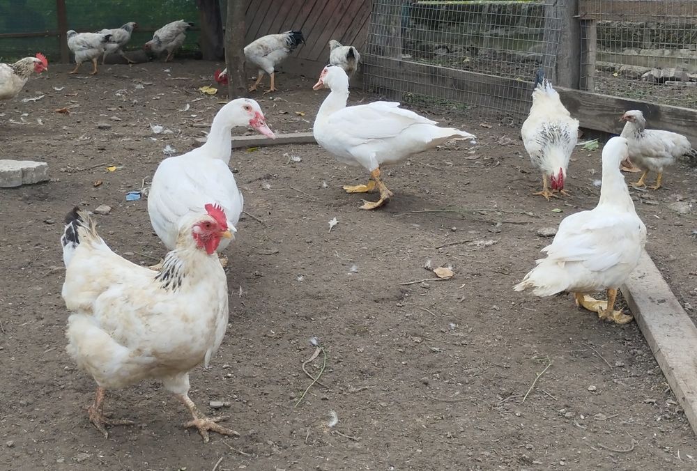 Індокачки ( шипуни)