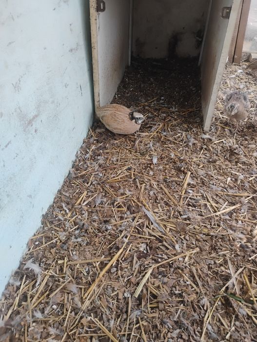 Sprawdzam przepiurki