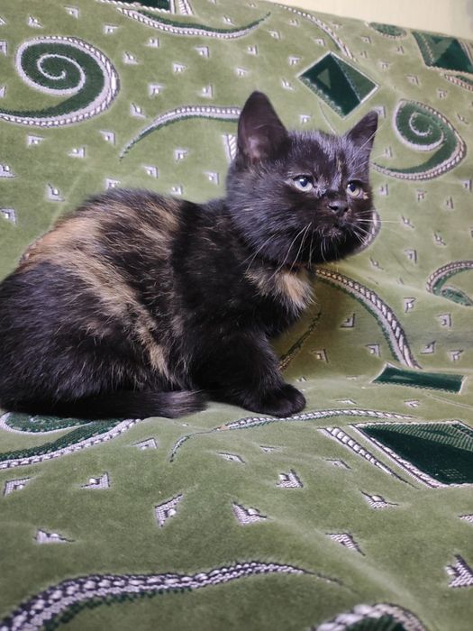 Маленька кішечка у пошуках родини