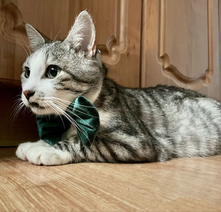 Мармуровий котик шукає родину