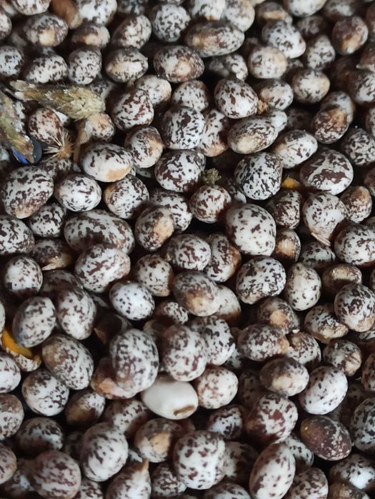 łubin słodki szerokolistny mister