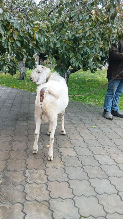 Продам Козла Англо-Нубиец