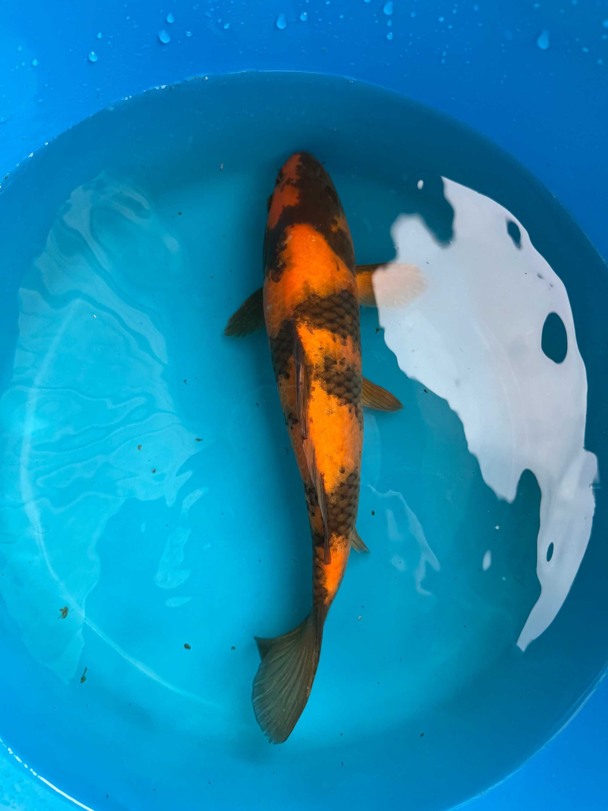 Carpa Koi HI UTSURI 28cm Japonesa