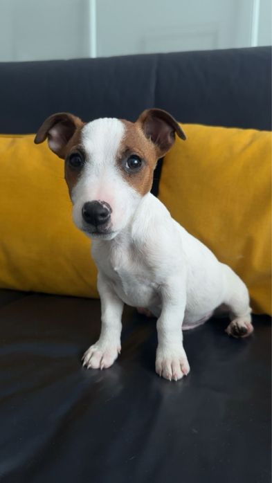 Продаються цуценята Джек-Рассел тер’єр!