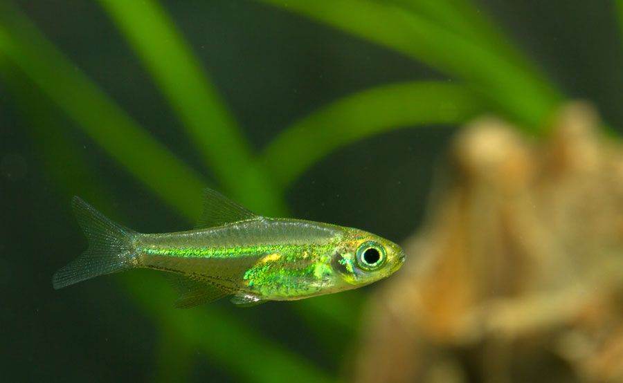 Razbora kubotai - Microrasbora kubotai