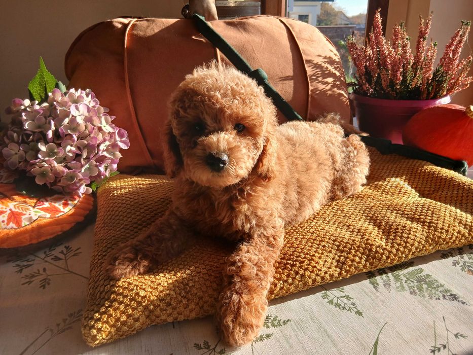 Pudel miniaturowy( ostatni ) suczka