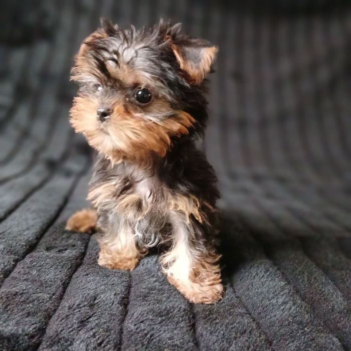 Щенки йоркширского терьера девочка