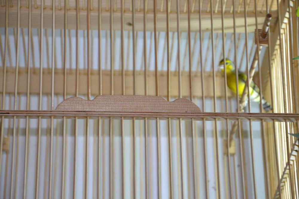 Bastard po mozambiku, i po szarym śpiewaku