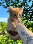 Кошенята котятя шукають  сімʼю