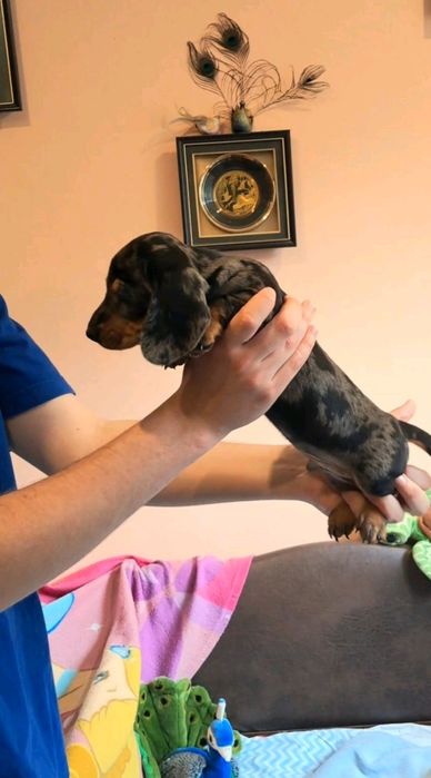 Блакитнэ  Мерле хлопчики мiнi такси