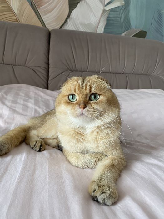 Вихованці з розплідника «Моя Гламурка»