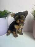 Yorkshire terrier piesek i suczka