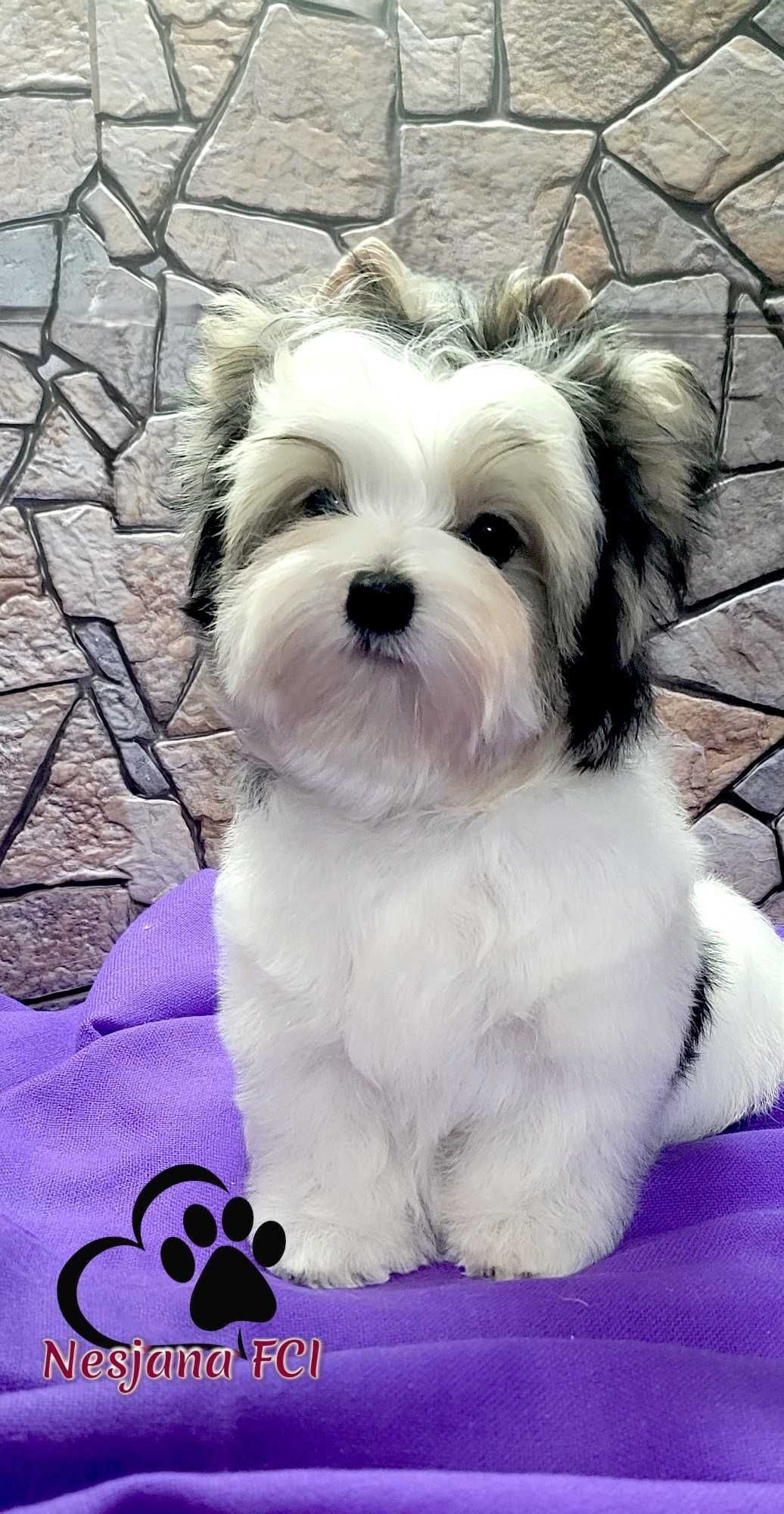 Piesek Biewer Yorkshire terrier - słodki, rod ZKwP=FCI