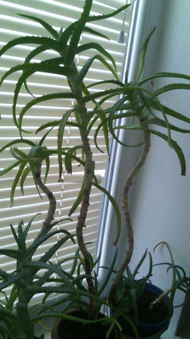 Комнатный цветок.