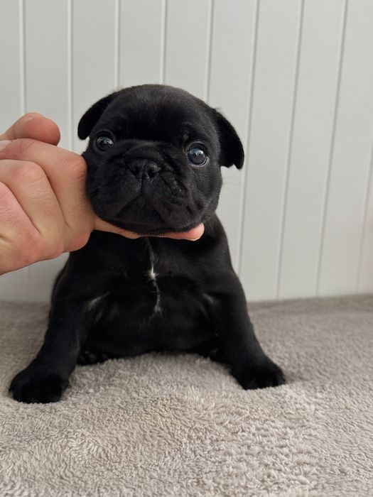 Buldog francuski FCI