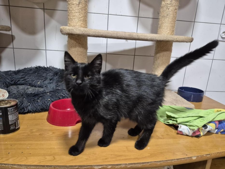 Czarne cudo do adopcji