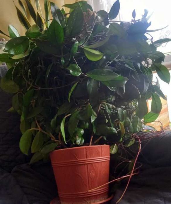 Hoya carnosa, Hoja duża