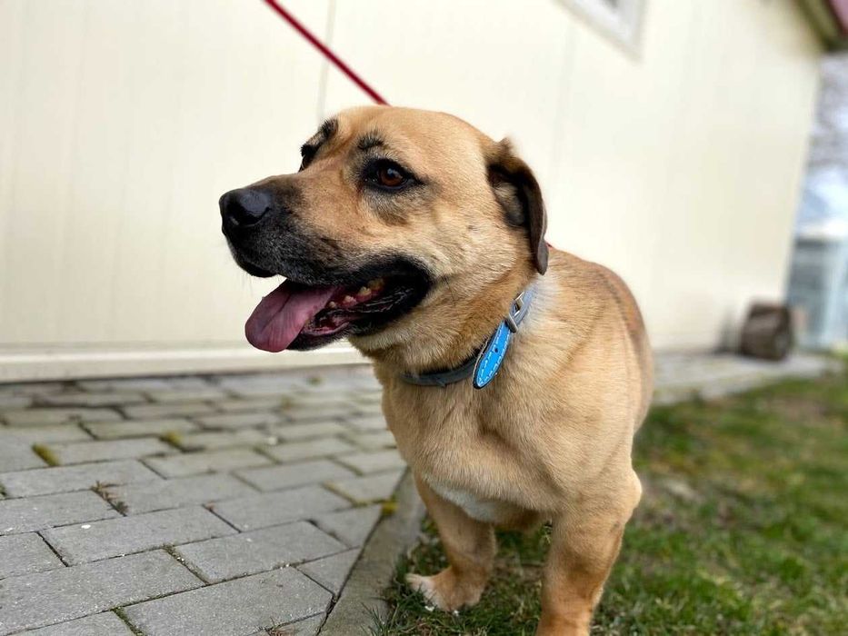 Tolek - przyjazny w stosunku do ludzi, ale trochę nieufny