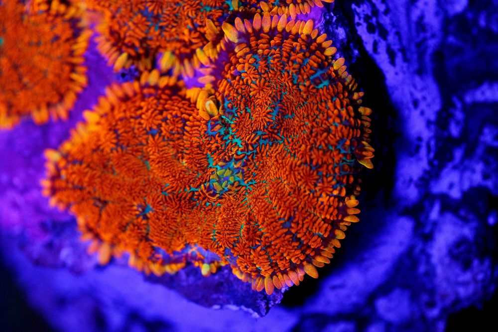 Rhodactis FieryRED Mushroom Grzybki   Piękny FLUOLAMPS.PL WYSYLKI