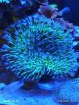 Sarcophyton fluo