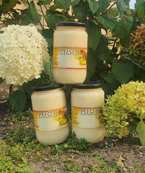 Miód rzepakowy 0,815l ze zbiorów 2025 6 SŁOIKÓW 100 zł kg ok 16,5 zł