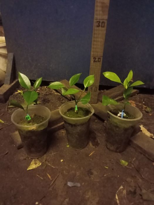 Лимон,Мандарин,Лайм,Кумкват,Апельсин  та інше.