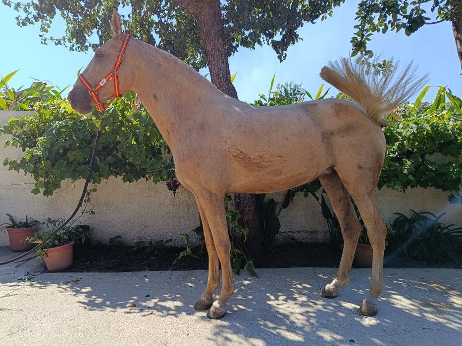 Égua PSLde nome "Ritinha"