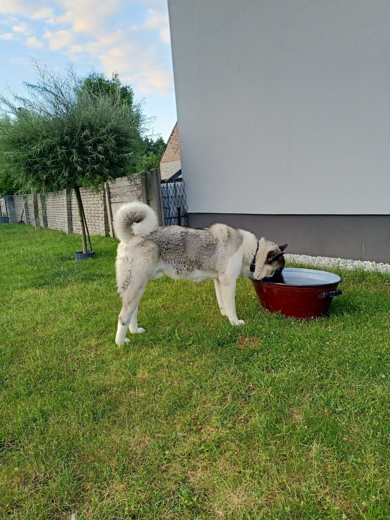 Akita. Miłość na czterech łapach poszukiwana