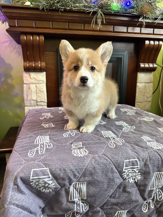 Цуценята вельш коргі пемброк, з документами КСУ