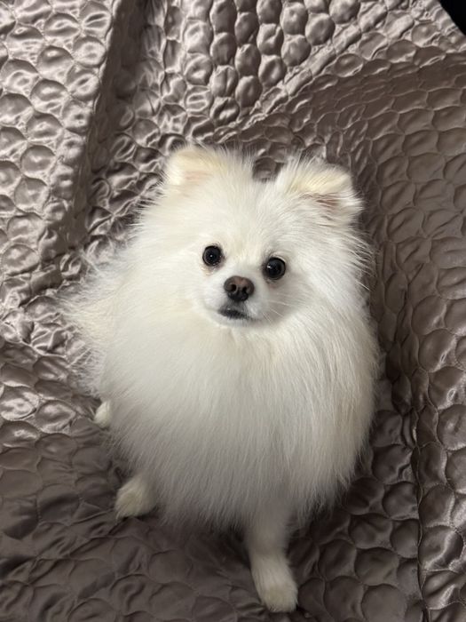 Вʼязка шпіц померанський самець