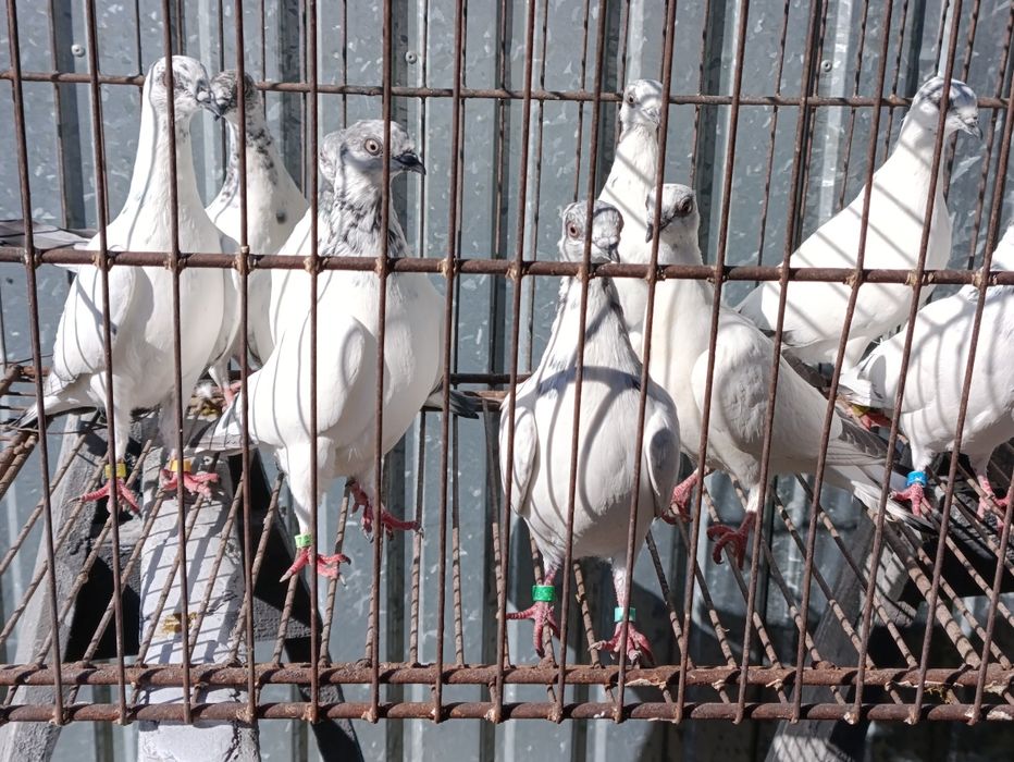 Budapeszty sportowe,pantosze,gołębie wysokolotne,TippleryZagłębiowskie