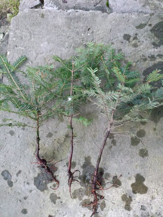 Jodła pospoliita sadzonki