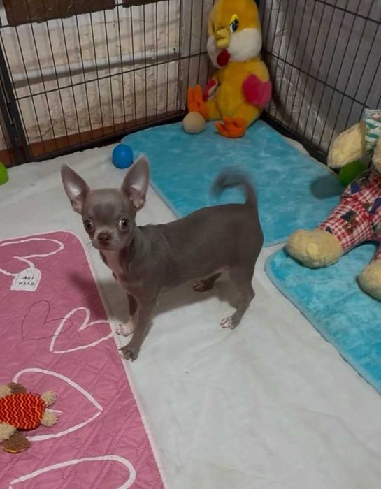 Дивовижна красуня, лілова дівчинка. (ксу)