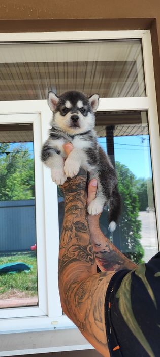 Сибирский хаски -