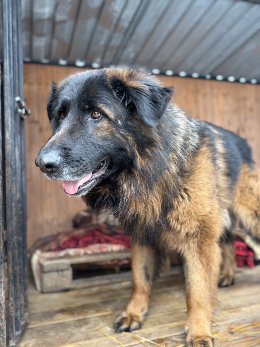 Pies w typie ON szuka domu