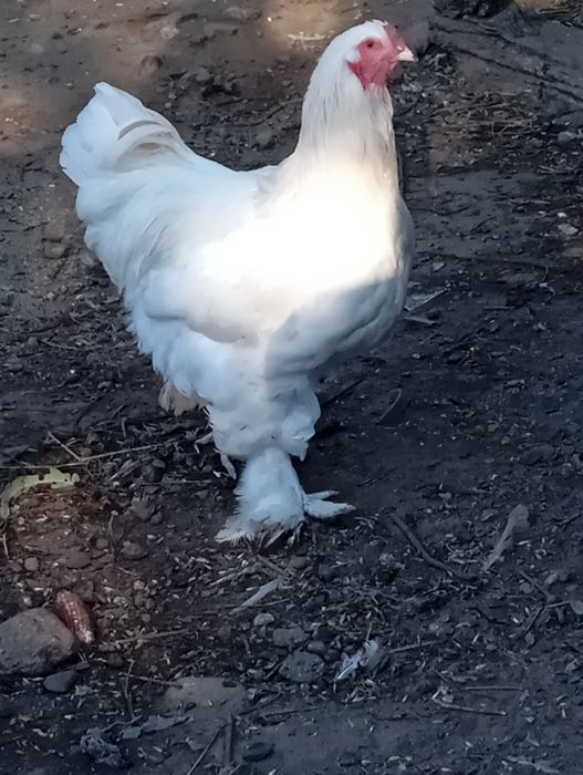 Sprzedam koguty Brahmy i pawlowskie