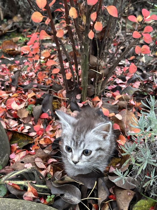 Кошенята в добрі руки