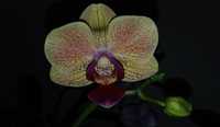 Фаленопсис (орхідея) Honey