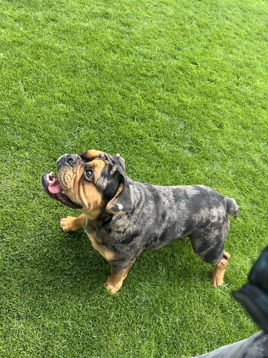 Англійский бульдог шукае люблячу сімью