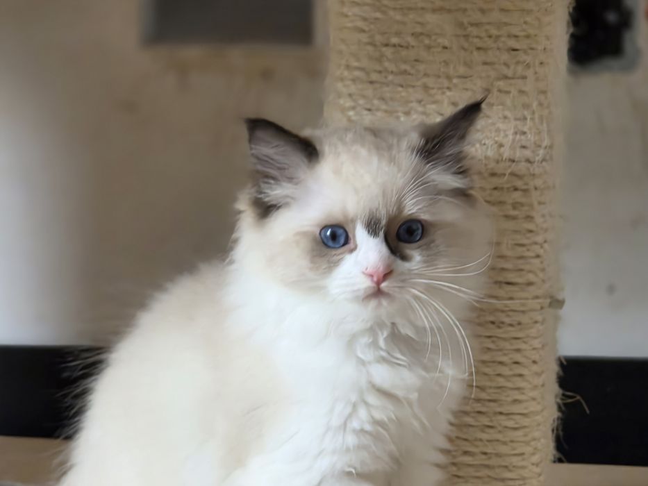 Kotka RAGDOLL z rodowodem FPL