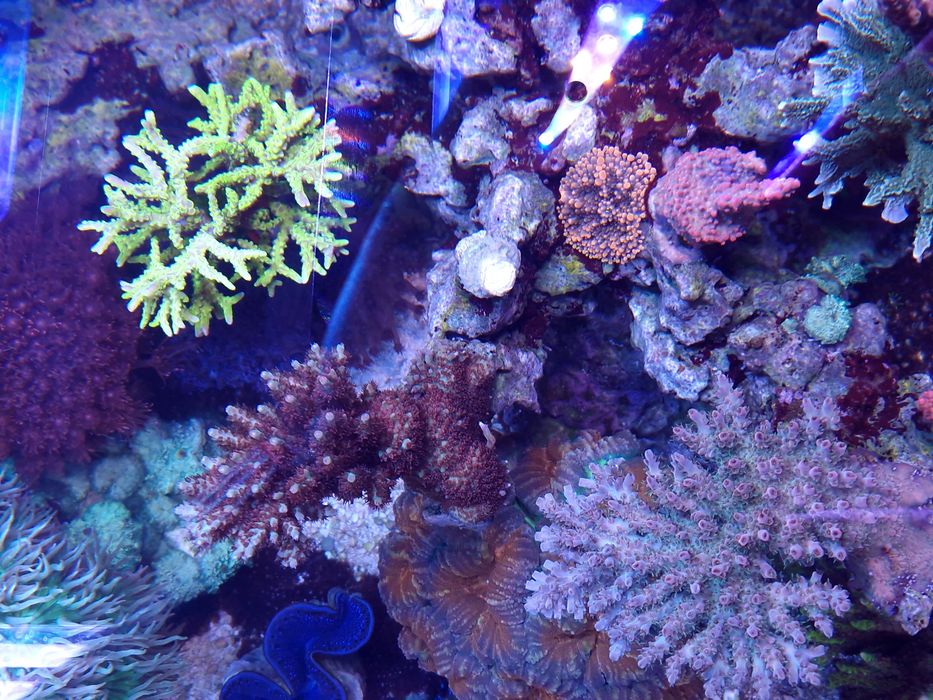 Koralowce proste, SPS i nie tylko