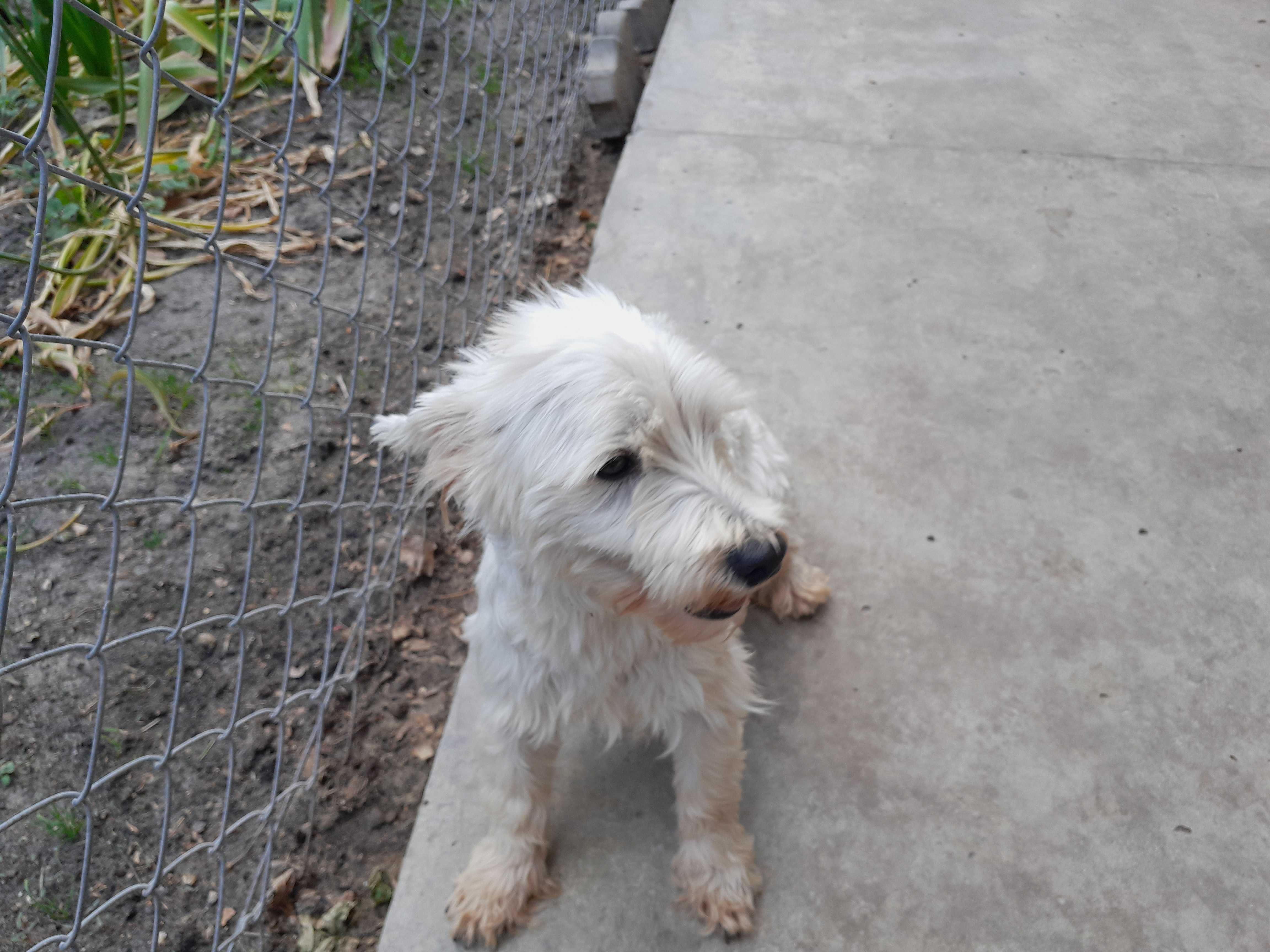 West Highland White Terrier