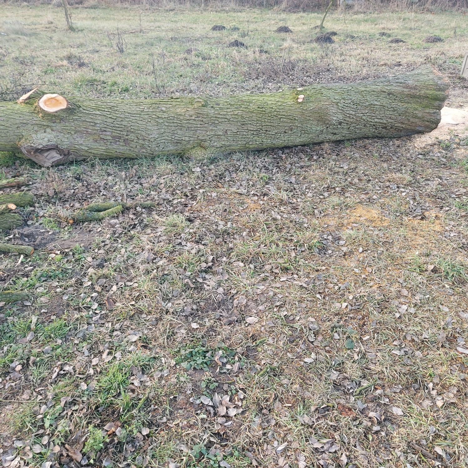 Pień gruszy 7,3m
