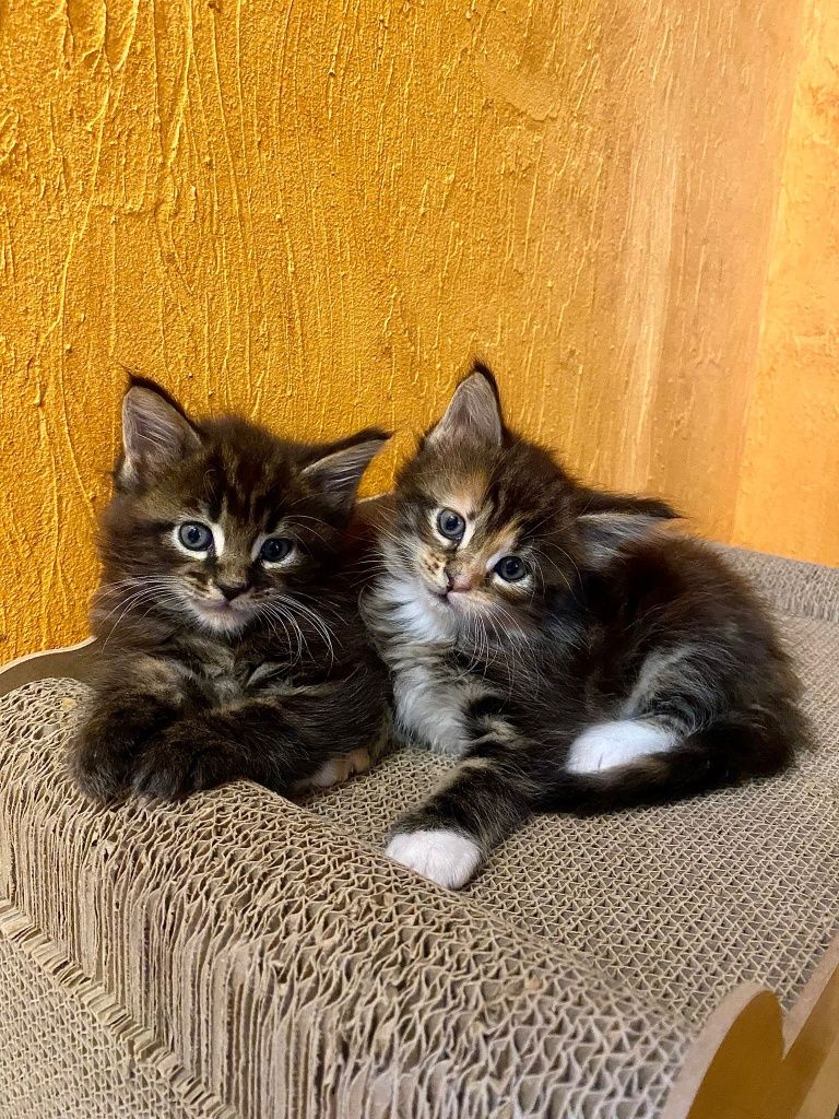 Maine Coon kotka
