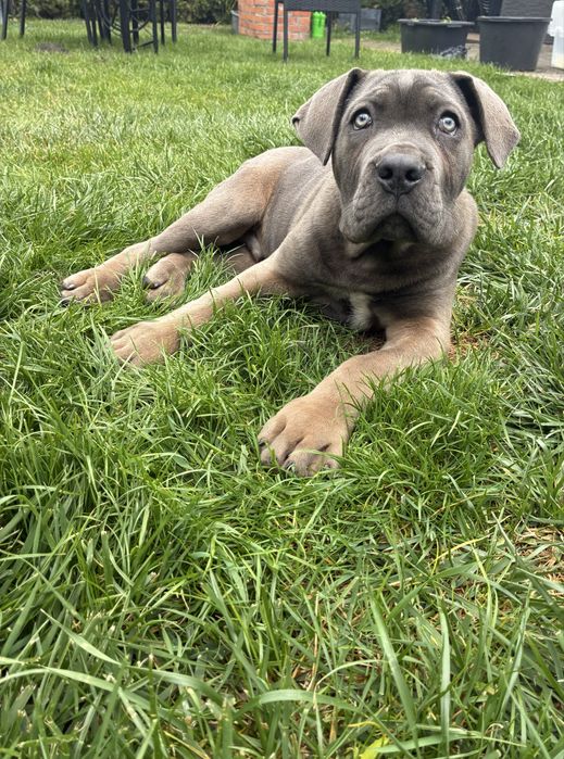 Piesek rasy Cane Corso